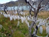 chile_35