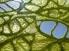 chlorophyll_3