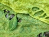 chlorophyll_5