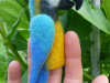 exoten_3