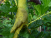 exoten_4