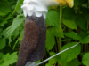 exoten_6