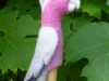 exoten_8