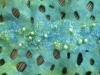 greenalge_6
