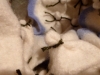 seeschnecke_green_4