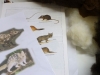 Quoll_1