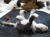 Quoll_2