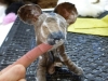 Quoll_3