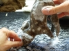 Quoll_4