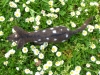 quoll_5