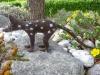 quoll_6