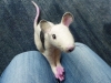 ratte_6