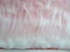 Seegras_1
