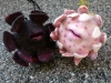 sinnlich_2