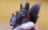 Squirrel Gitte Style