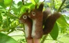 Squirrel Gitte Style
