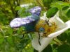 flyingbugs4