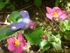 flyingbugs5