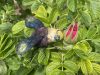 flyingbugs6