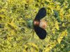 flyingbugs7