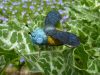 flyingbugs8