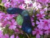 flyingbugs9